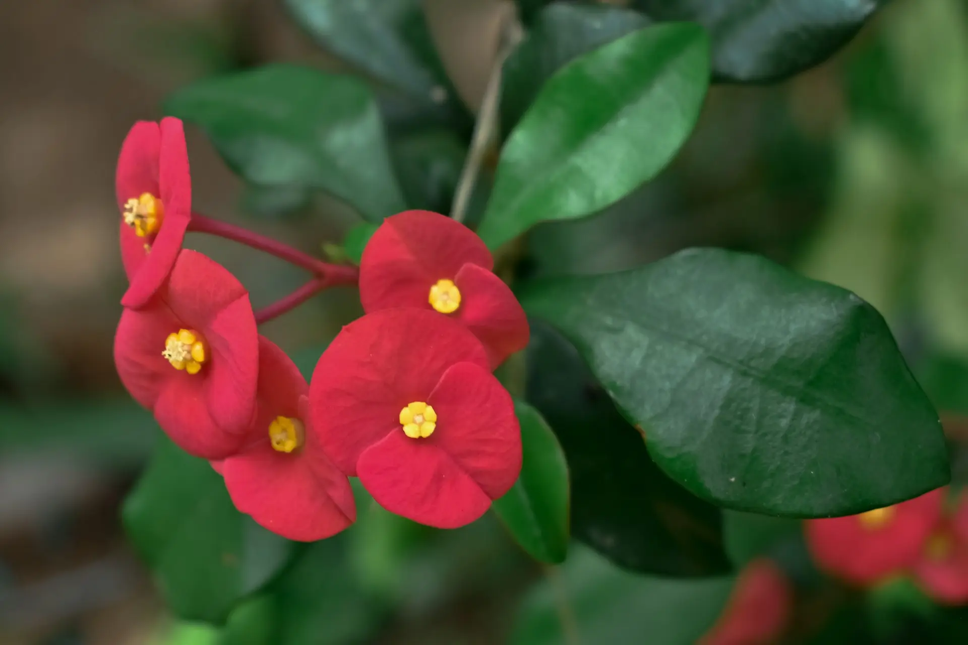 a close up of a flower