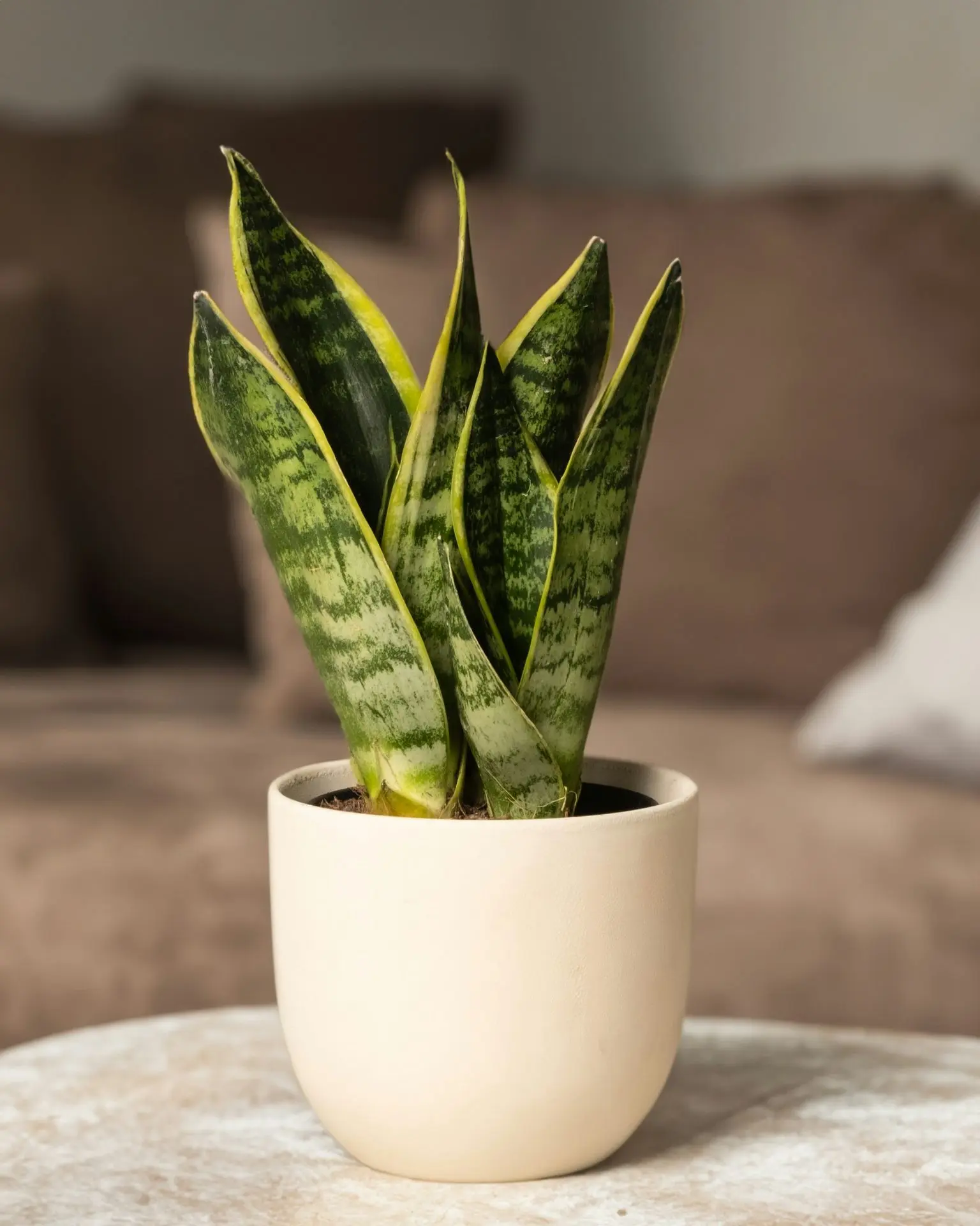a potted plant sitting on top of a table