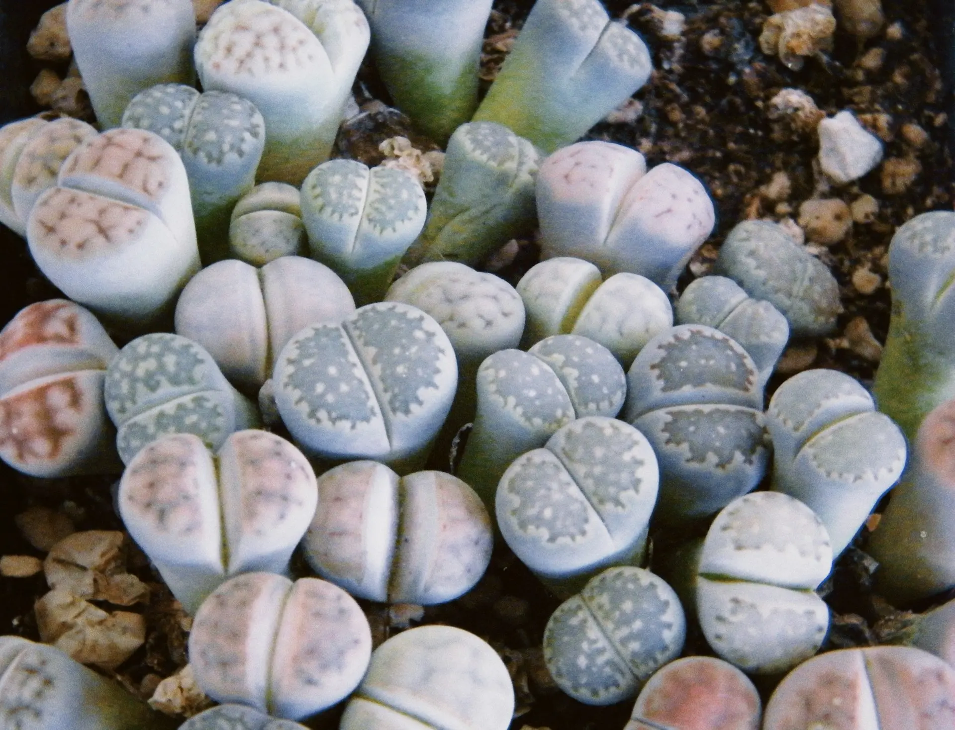 green cactus plant in close up photography