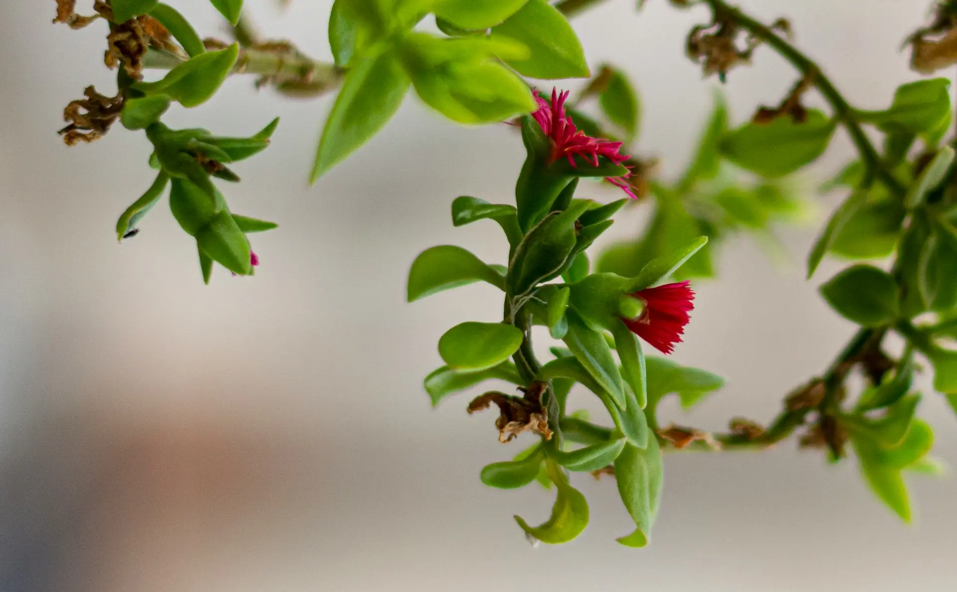 a plant with flowers