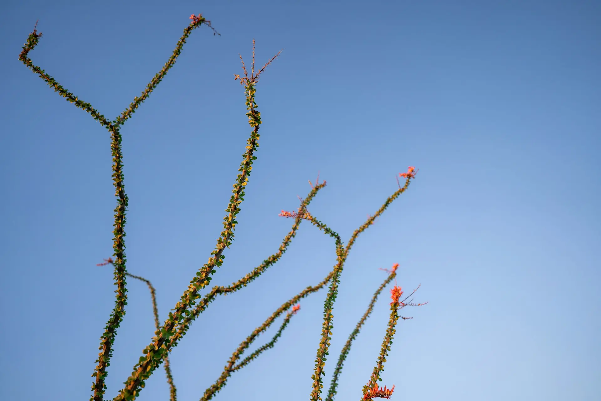 red bird on brown tree branch during daytime