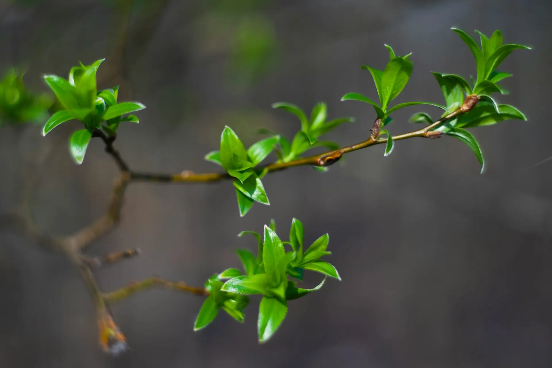 green plant in close up photography